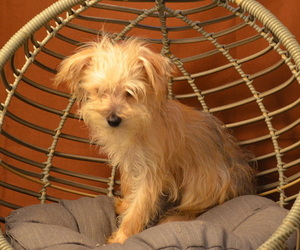 Yo-Chon Puppy for sale in PATERSON, NJ, USA