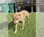 Small American Staffordshire Terrier