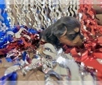 Small Photo #11 Morkie Puppy For Sale in CASSVILLE, MO, USA