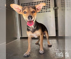 Chihuahua-Unknown Mix Dogs for adoption in Washington, DC, USA