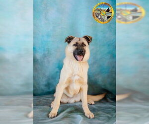 German Shepherd Dog-Unknown Mix Dogs for adoption in Lathrop, CA, USA