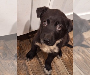 Chinese Shar-Pei-Texas Heeler Mix Puppy for sale in BLOSSVALE, NY, USA