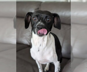 Rat Terrier-Unknown Mix Dogs for adoption in Oakhurst, NJ, USA