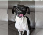 Small Rat Terrier Mix