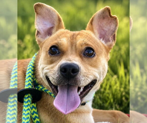 Medium Photo #1 Labrador Retriever-Unknown Mix Puppy For Sale in Canton, CT, USA