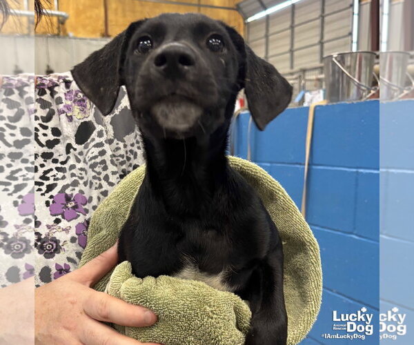 Medium Photo #5 Labrador Retriever-Unknown Mix Puppy For Sale in Washington, DC, USA