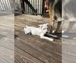 Small #3 American Pit Bull Terrier