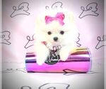 Small Photo #20 Pomeranian Puppy For Sale in LAS VEGAS, NV, USA