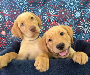 Labrador Retriever Puppy for Sale in ALAFAYA, Florida USA