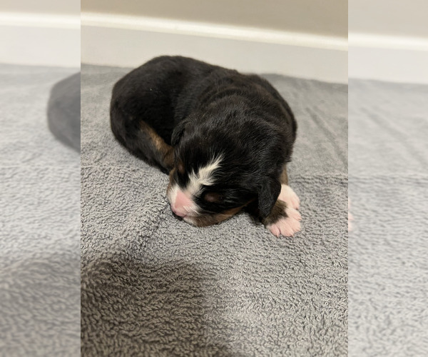 Medium Photo #5 Bernese Mountain Dog Puppy For Sale in BROWNSTOWN, IN, USA