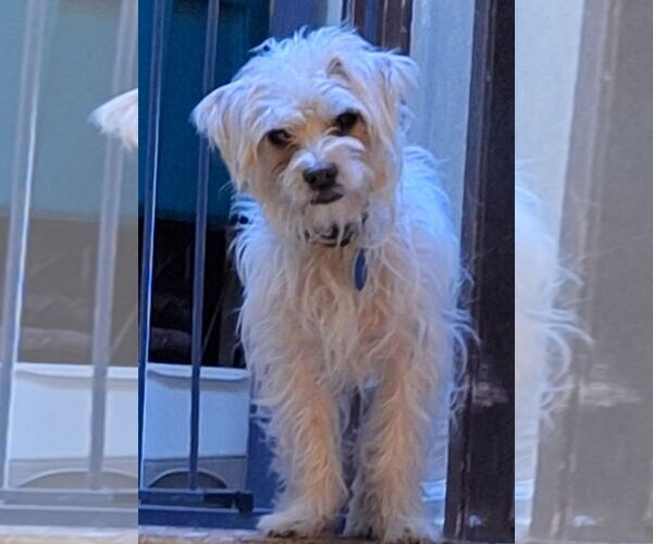 Medium Photo #3 Shih Tzu-Unknown Mix Puppy For Sale in Colorado Springs, CO, USA