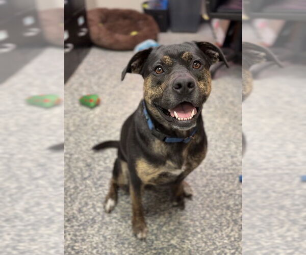 Medium Photo #5 Mutt Puppy For Sale in Bemidji, MN, USA