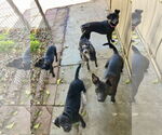 Small #14 Labrador Retriever Mix