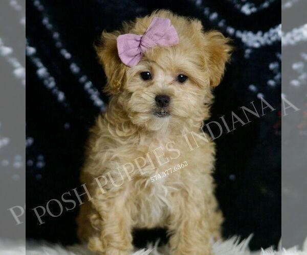 Medium Photo #1 Maltipoo Puppy For Sale in WARSAW, IN, USA