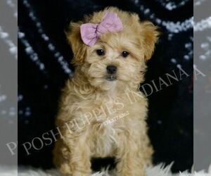 Maltipoo Puppy for sale in WARSAW, IN, USA