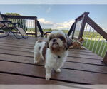 Small #2 Shih Tzu