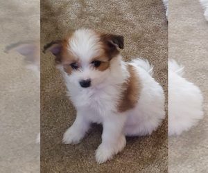 Maltipom Puppy for sale in FREDERICK, MD, USA
