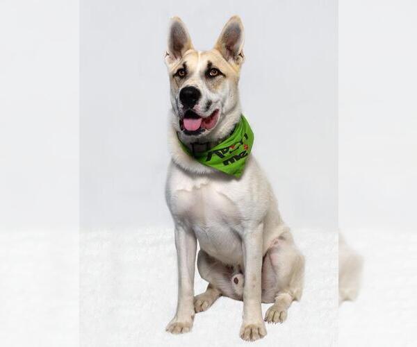 Medium Photo #6 German Shepherd Dog-Siberian Husky Mix Puppy For Sale in Santa Maria, CA, USA