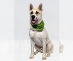 Small #5 German Shepherd Dog-Siberian Husky Mix