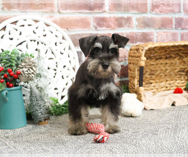 Medium Photo #1 Schnauzer (Miniature) Puppy For Sale in SYRACUSE, IN, USA