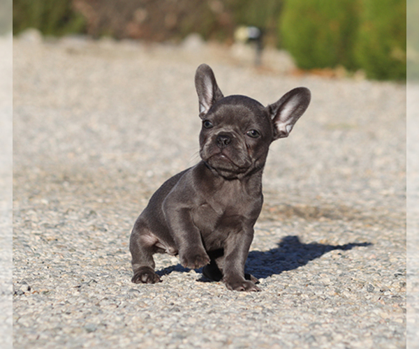 Medium Photo #5 French Bulldog Puppy For Sale in LITTLEROCK, CA, USA