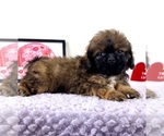 Regina - Female Shih-Poo Puppy for Sale - Photo #5