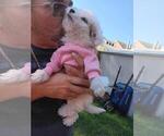 Small Photo #36 Maltipoo Puppy For Sale in BRISTOL, PA, USA