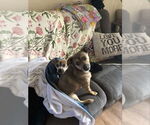 Small #13 Chihuahua Mix