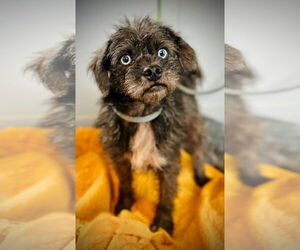 Pug-Unknown Mix Dogs for adoption in Pacolet, SC, USA