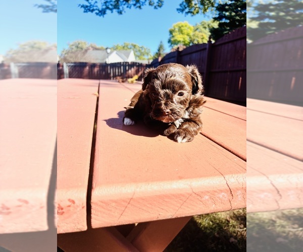 Medium Photo #4 YorkiePoo Puppy For Sale in VANCEBURG, KY, USA