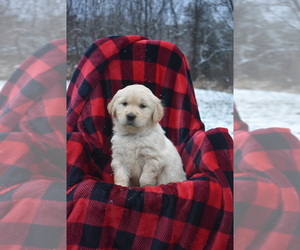 Medium Golden Retriever