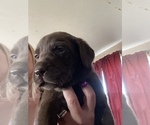 Small Photo #4 Labrador Retriever Puppy For Sale in FORT MORGAN, CO, USA