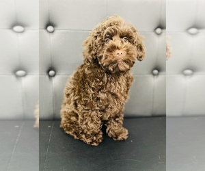 Cockapoo Puppy for sale in CINCINNATI, OH, USA