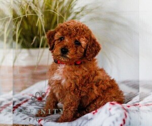 Poodle (Miniature) Puppy for sale in LAGRANGE, IN, USA