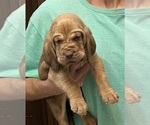 Red LM 4 - Male Bloodhound Puppy for Sale - Photo #4
