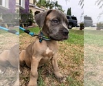 Small Photo #7 Cane Corso Puppy For Sale in SOUTH GATE, CA, USA