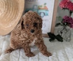 Puppy Ezi Poodle (Miniature)
