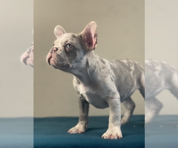 Medium Photo #5 French Bulldog Puppy For Sale in NORTH HAMPTON, NH, USA