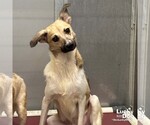 Small #1 Mutt
