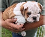 Puppy Baby Ruth Bulldog