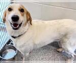 Small #3 Labrador Retriever Mix