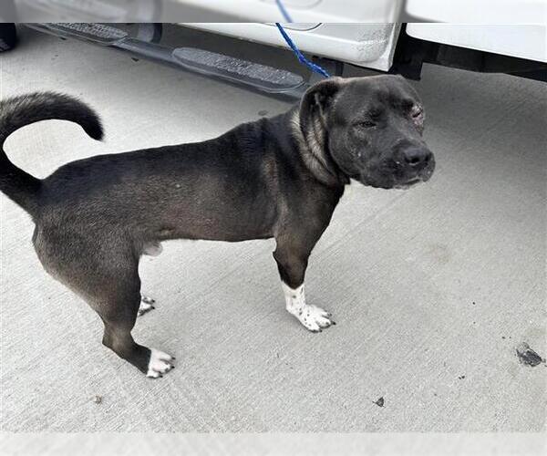 Medium Photo #1 Akita-Unknown Mix Puppy For Sale in Houston, TX, USA