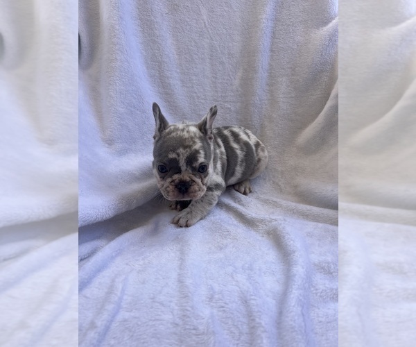 Medium Photo #11 French Bulldog Puppy For Sale in NORTH MYRTLE BEACH, SC, USA