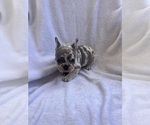 Small Photo #11 French Bulldog Puppy For Sale in NORTH MYRTLE BEACH, SC, USA