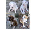 Litter of 4 - Male BoxerLitter of Puppies for Sale - Small photo