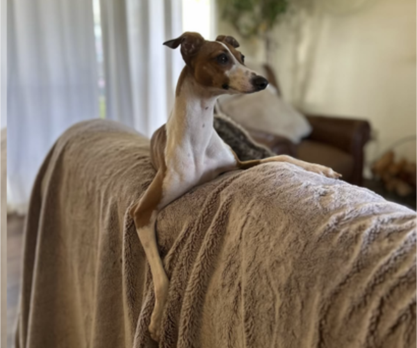 Medium Photo #1 Italian Greyhound Puppy For Sale in BEAUMONT, CA, USA