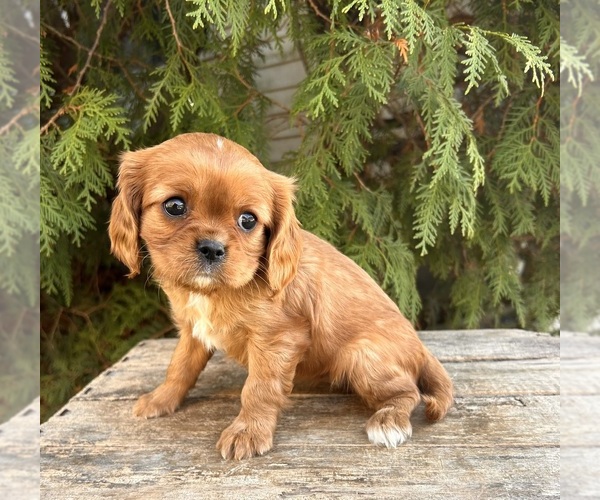 Medium Photo #3 Cavalier King Charles Spaniel Puppy For Sale in MIDDLEBURY, IN, USA
