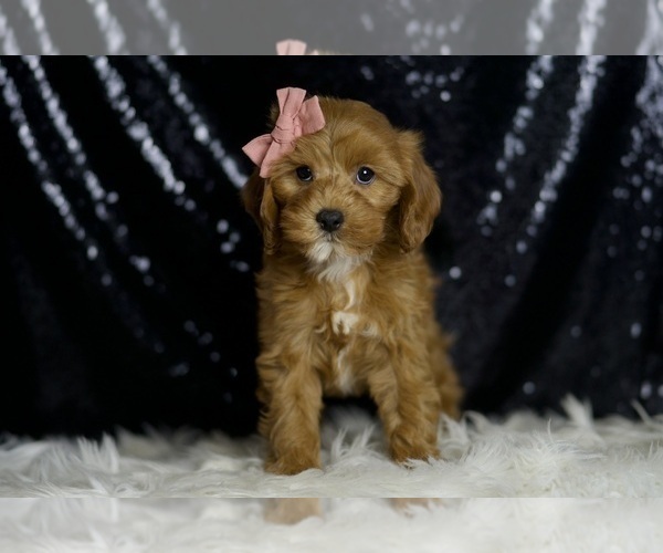 Medium Photo #71 Cavapoo Puppy For Sale in WARSAW, IN, USA