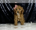 Small Photo #71 Cavapoo Puppy For Sale in WARSAW, IN, USA