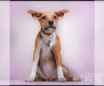 Small #1 Mutt